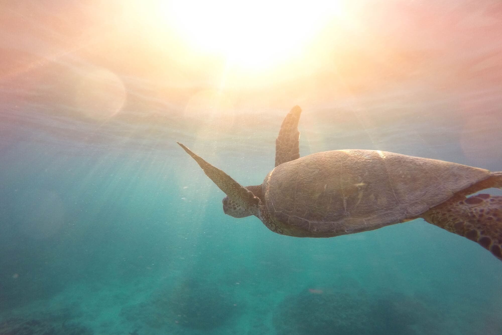 Image of the The Sea Explorer tour #2